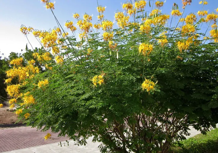 Caesalpinia pulcherrima var. yellow - Yellow Dwarf Poinciana, Pride of Barbados, Bird of Paradise, Peacock Flower - Image 2