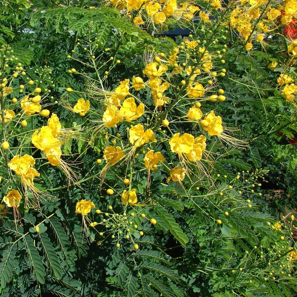 Caesalpinia pulcherrima var. yellow - Yellow Dwarf Poinciana, Pride of Barbados, Bird of Paradise, Peacock Flower - Image 3