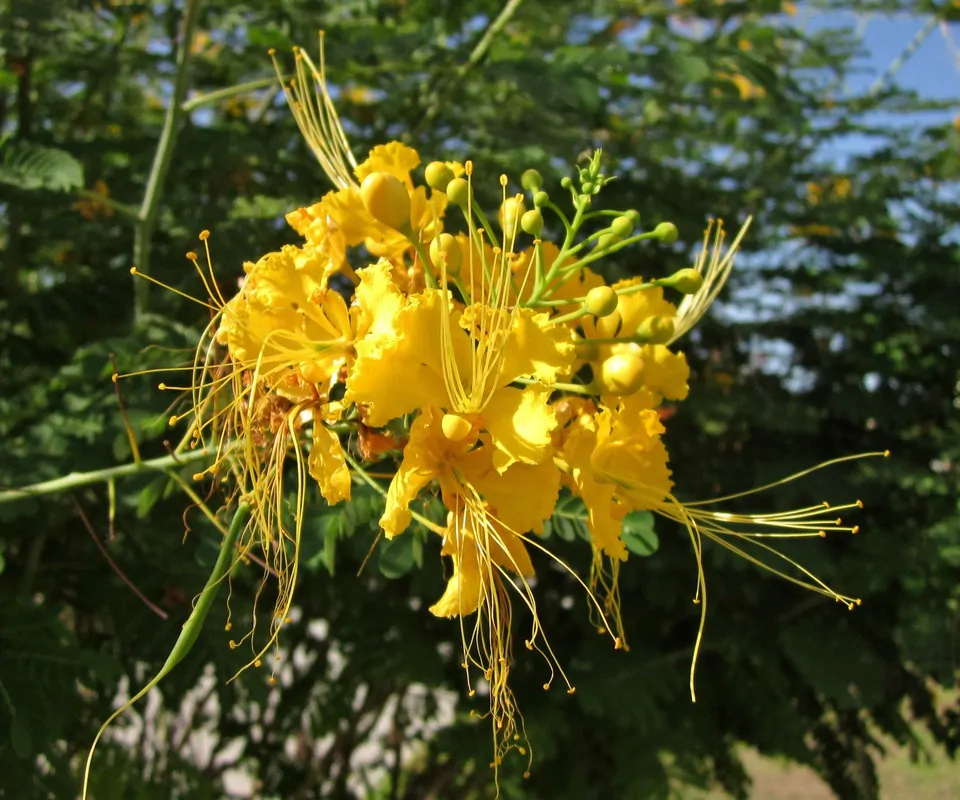 Caesalpinia pulcherrima var. yellow - Yellow Dwarf Poinciana, Pride of Barbados, Bird of Paradise, Peacock Flower - Image 4