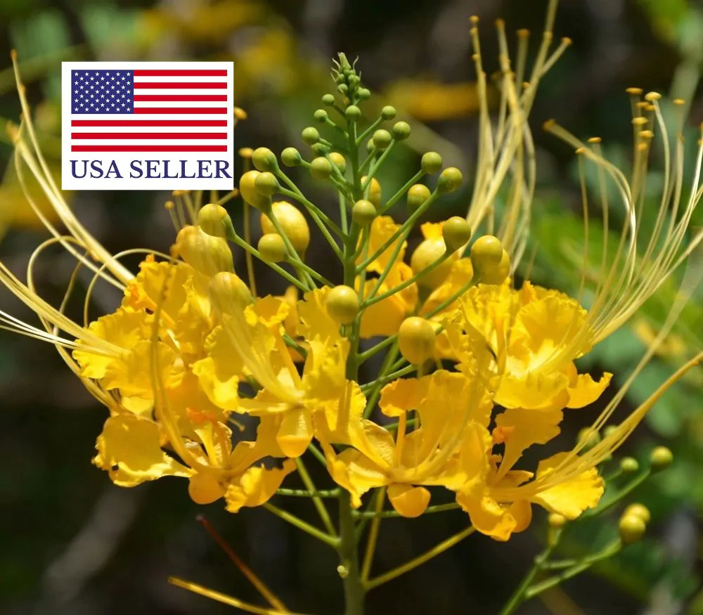Caesalpinia pulcherrima var. yellow - Yellow Dwarf Poinciana, Pride of Barbados, Bird of Paradise, Peacock Flower - Image 5