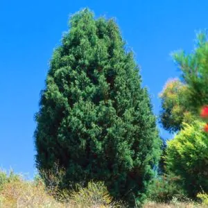 Callitris rhomboidea - Oyster Bay Pine