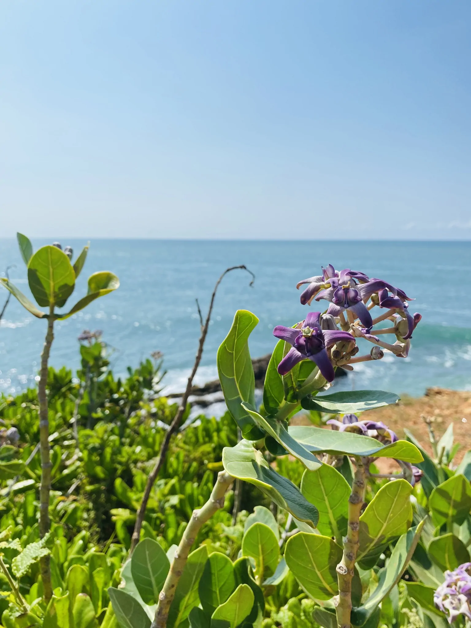 Calotropis gigantea var. purple - Crown Flower, Giant Milkweed, Aak, Alarka, Arbre a soie, Arka, Biduri, Bows - Image 4