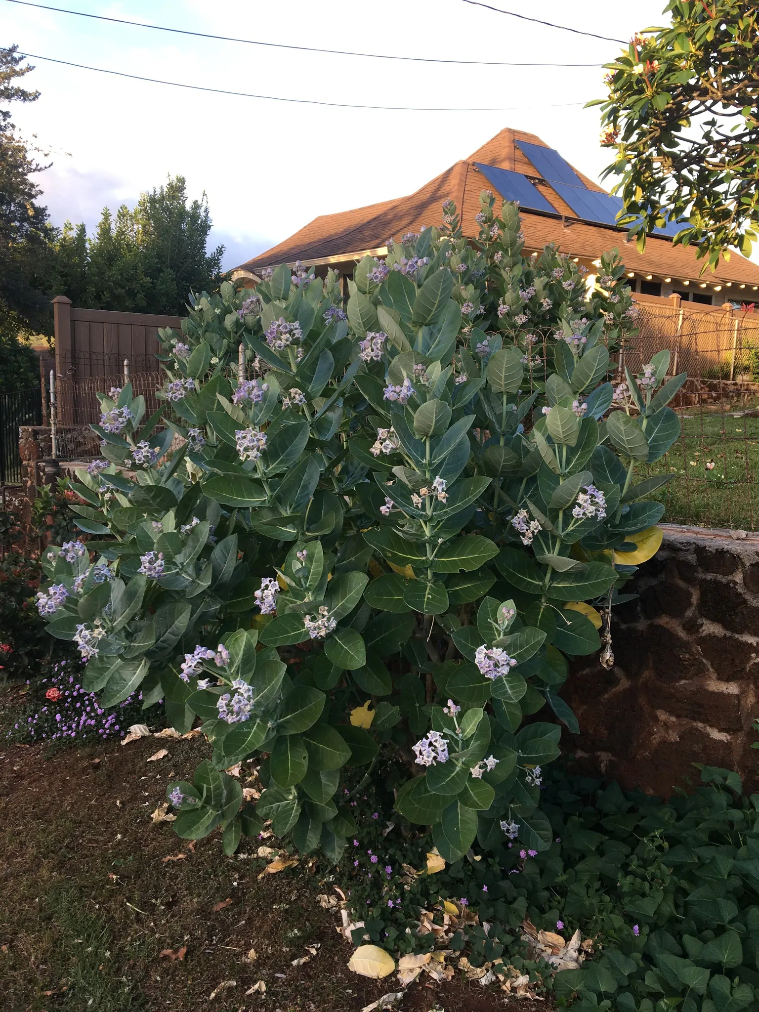 Calotropis gigantea var. purple - Crown Flower, Giant Milkweed, Aak, Alarka, Arbre a soie, Arka, Biduri, Bows - Image 6