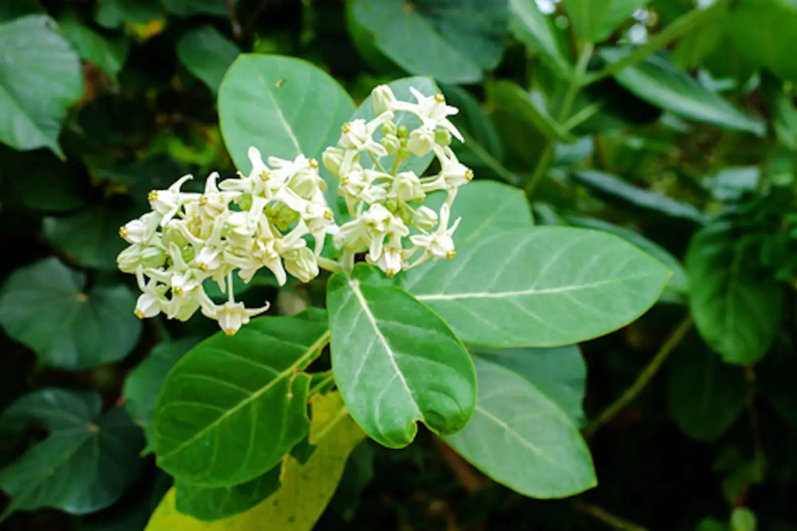 Calotropis gigantea var. white - Giant Milkweed, Crown Flower, Aak, Alarka, Arbre a soie, Arka, Biduri, Bows - Image 2