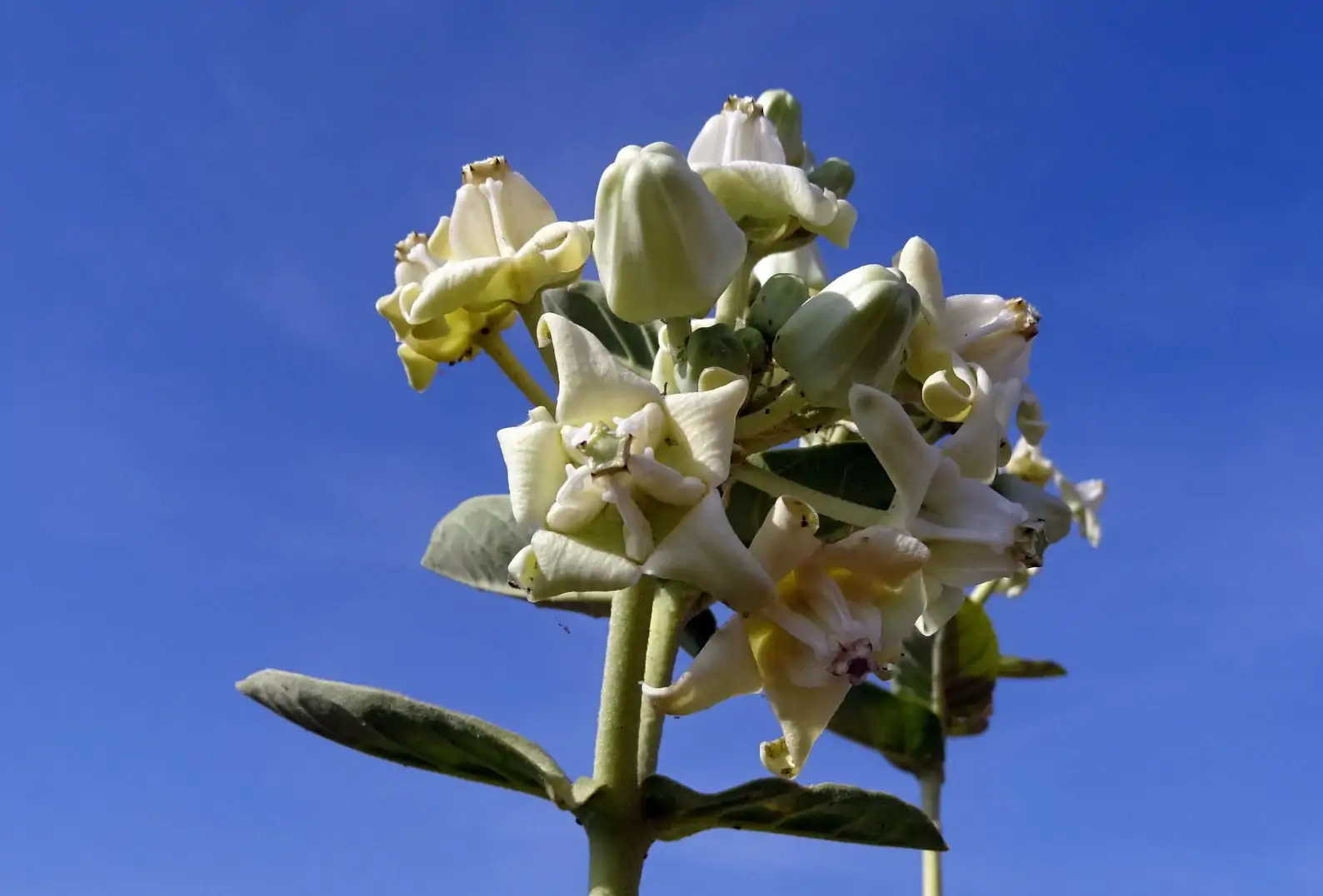 Calotropis gigantea var. white - Giant Milkweed, Crown Flower, Aak, Alarka, Arbre a soie, Arka, Biduri, Bows - Image 3