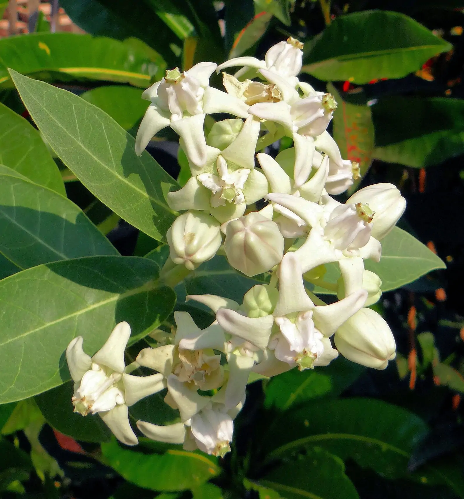 Calotropis gigantea var. white - Giant Milkweed, Crown Flower, Aak, Alarka, Arbre a soie, Arka, Biduri, Bows - Image 4