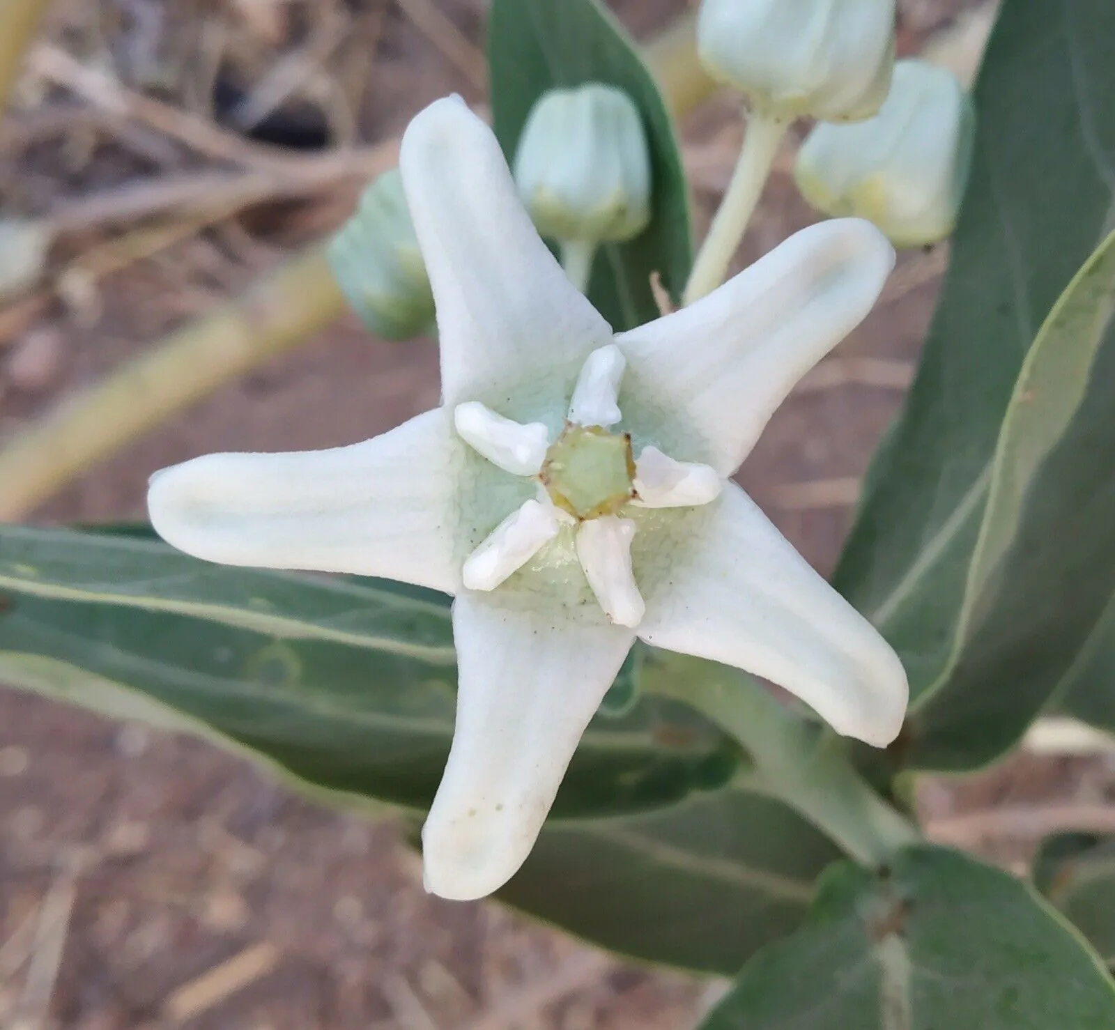 Calotropis gigantea var. white - Giant Milkweed, Crown Flower, Aak, Alarka, Arbre a soie, Arka, Biduri, Bows - Image 6