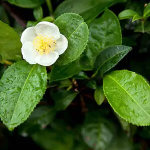 Camellia sinensis 'Darjeeling' - Darjeeling Tea Shrub, Tea Plant, Thea Chinensis, Tea Tree, Chai, Tea Shrub