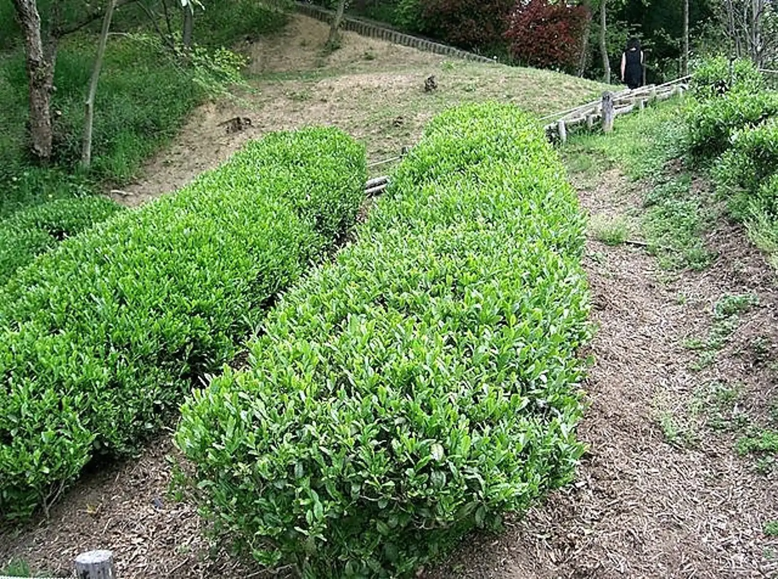 Camellia sinensis 'Darjeeling' - Darjeeling Tea Shrub, Tea Plant, Thea Chinensis, Tea Tree, Chai, Tea Shrub - Image 2