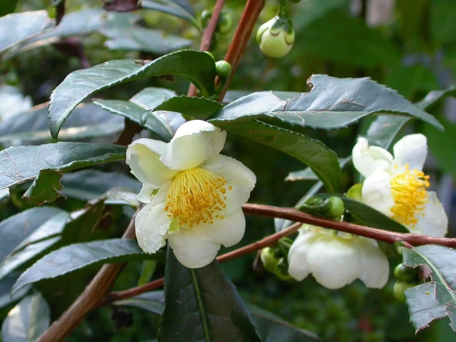 Camellia sinensis 'Darjeeling' - Darjeeling Tea Shrub, Tea Plant, Thea Chinensis, Tea Tree, Chai, Tea Shrub - Image 3