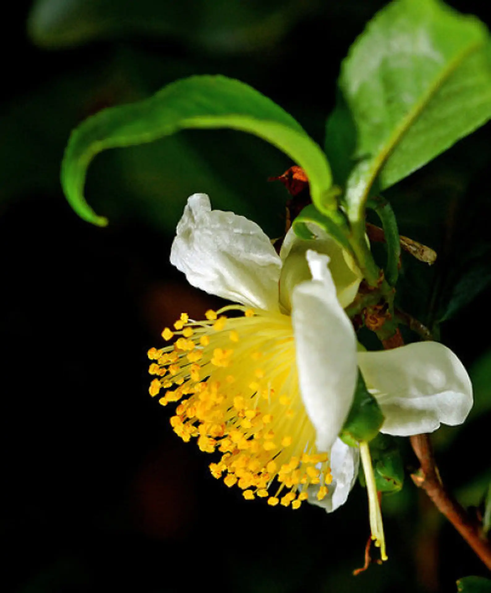 Camellia sinensis 'Darjeeling' - Darjeeling Tea Shrub, Tea Plant, Thea Chinensis, Tea Tree, Chai, Tea Shrub - Image 4