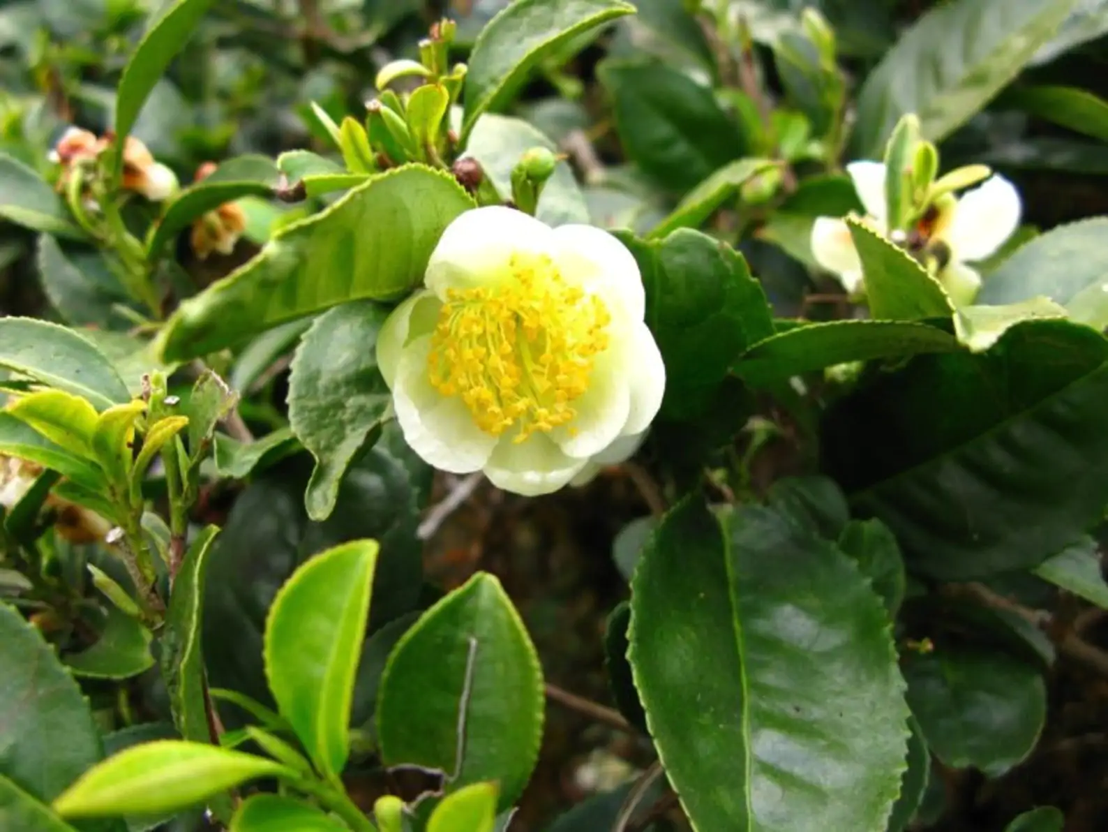Camellia sinensis 'Darjeeling' - Darjeeling Tea Shrub, Tea Plant, Thea Chinensis, Tea Tree, Chai, Tea Shrub - Image 5