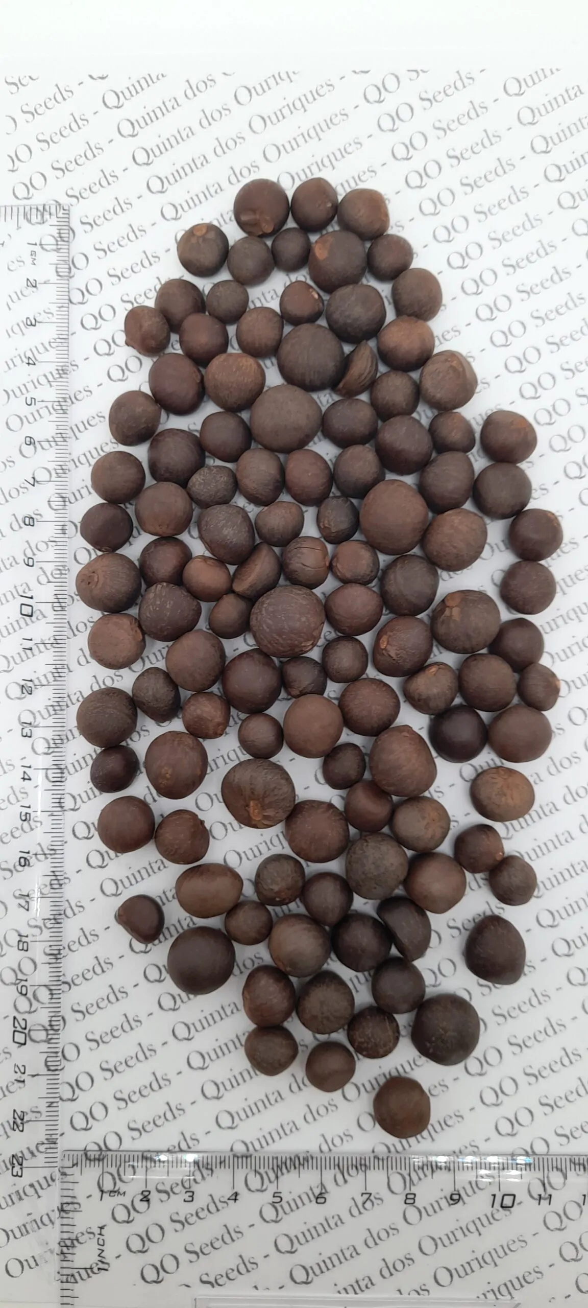 Camellia sinensis 'Darjeeling' - Darjeeling Tea Shrub, Tea Plant, Thea Chinensis, Tea Tree, Chai, Tea Shrub - Image 6