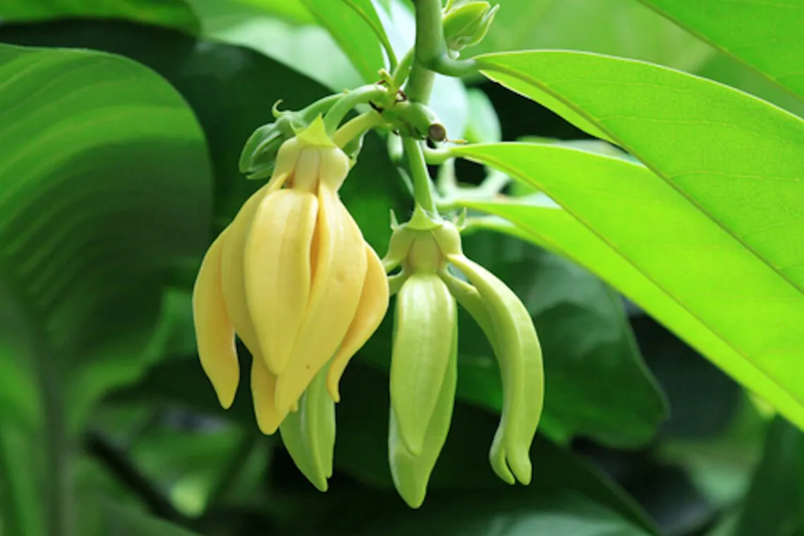 Cananga odorata - Ylang Ylang, Cananga Tree, Perfume Tree, Kenangaw, Chanel Nº 5, Ilang-Ilang, Macassar Oil Tree - Image 2