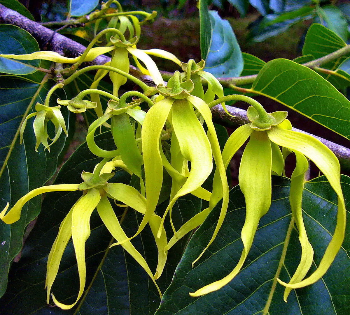 Cananga odorata - Ylang Ylang, Cananga Tree, Perfume Tree, Kenangaw, Chanel Nº 5, Ilang-Ilang, Macassar Oil Tree - Image 3