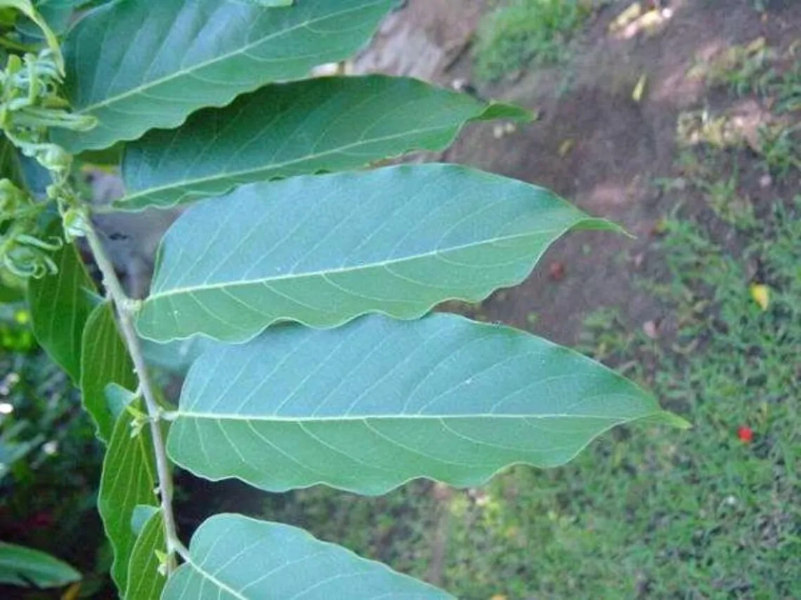 Cananga odorata - Ylang Ylang, Cananga Tree, Perfume Tree, Kenangaw, Chanel Nº 5, Ilang-Ilang, Macassar Oil Tree - Image 5