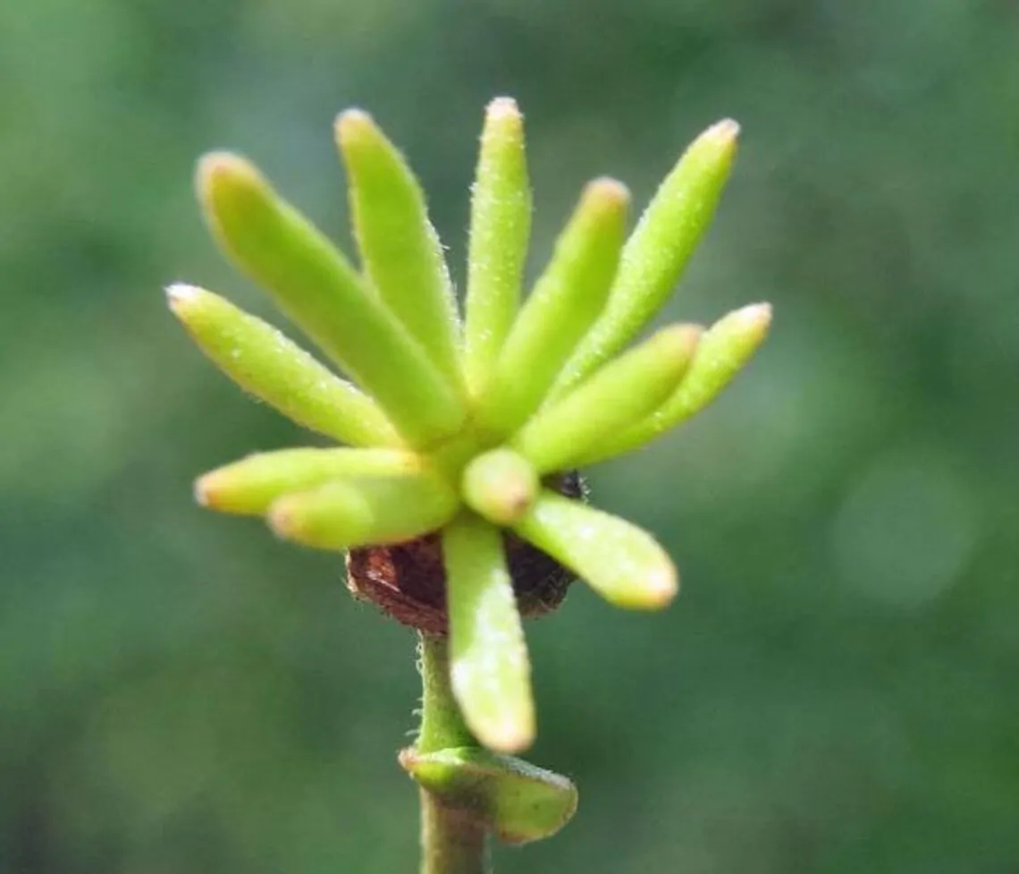 Cananga odorata - Ylang Ylang, Cananga Tree, Perfume Tree, Kenangaw, Chanel Nº 5, Ilang-Ilang, Macassar Oil Tree - Image 6