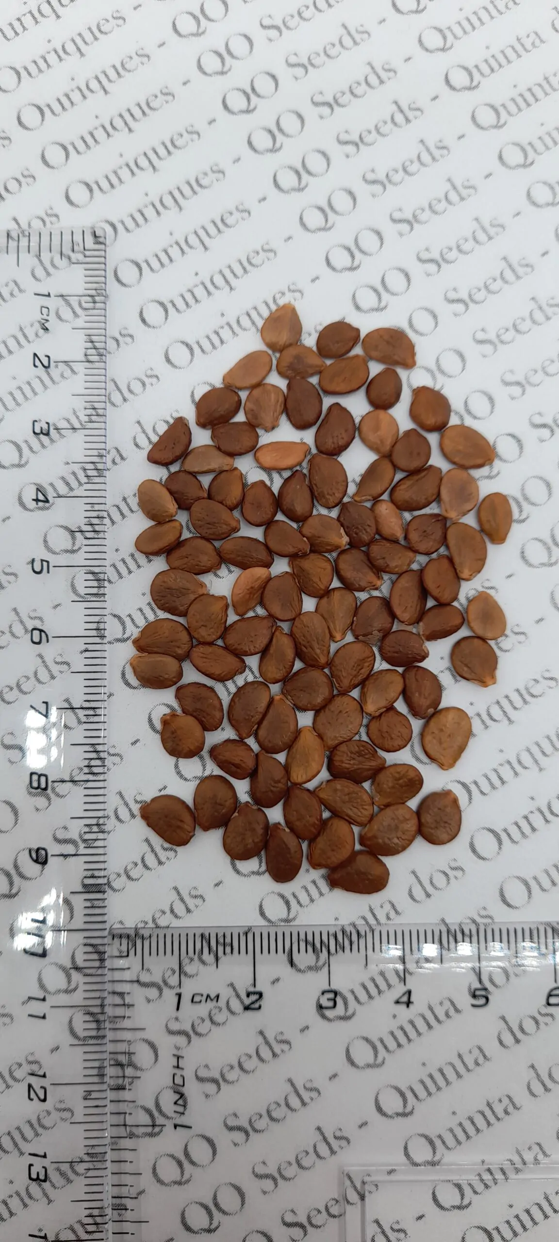 Cananga odorata - Ylang Ylang, Cananga Tree, Perfume Tree, Kenangaw, Chanel Nº 5, Ilang-Ilang, Macassar Oil Tree - Image 7