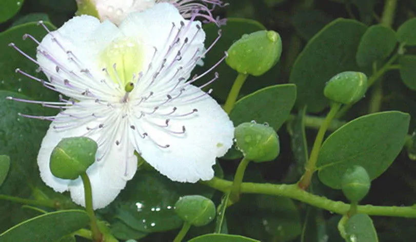 Capparis spinosa - Flinders Rose, Caper Bush, Caper, Kapper, Echter Kapernstrauch, Alcaparro, Câpri - Image 4
