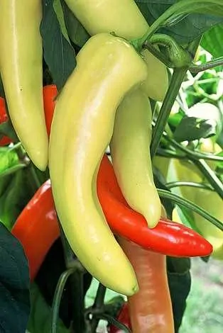 Capsicum annuum / Capsicum abyssinicum / Capsicum angulosum - Banana Pepper, Sweet Banana - Image 2