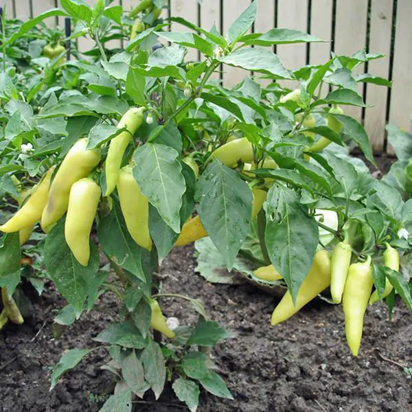 Capsicum annuum / Capsicum abyssinicum / Capsicum angulosum - Banana Pepper, Sweet Banana - Image 4