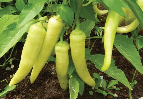 Capsicum annuum / Capsicum abyssinicum / Capsicum angulosum - Banana Pepper, Sweet Banana - Image 5