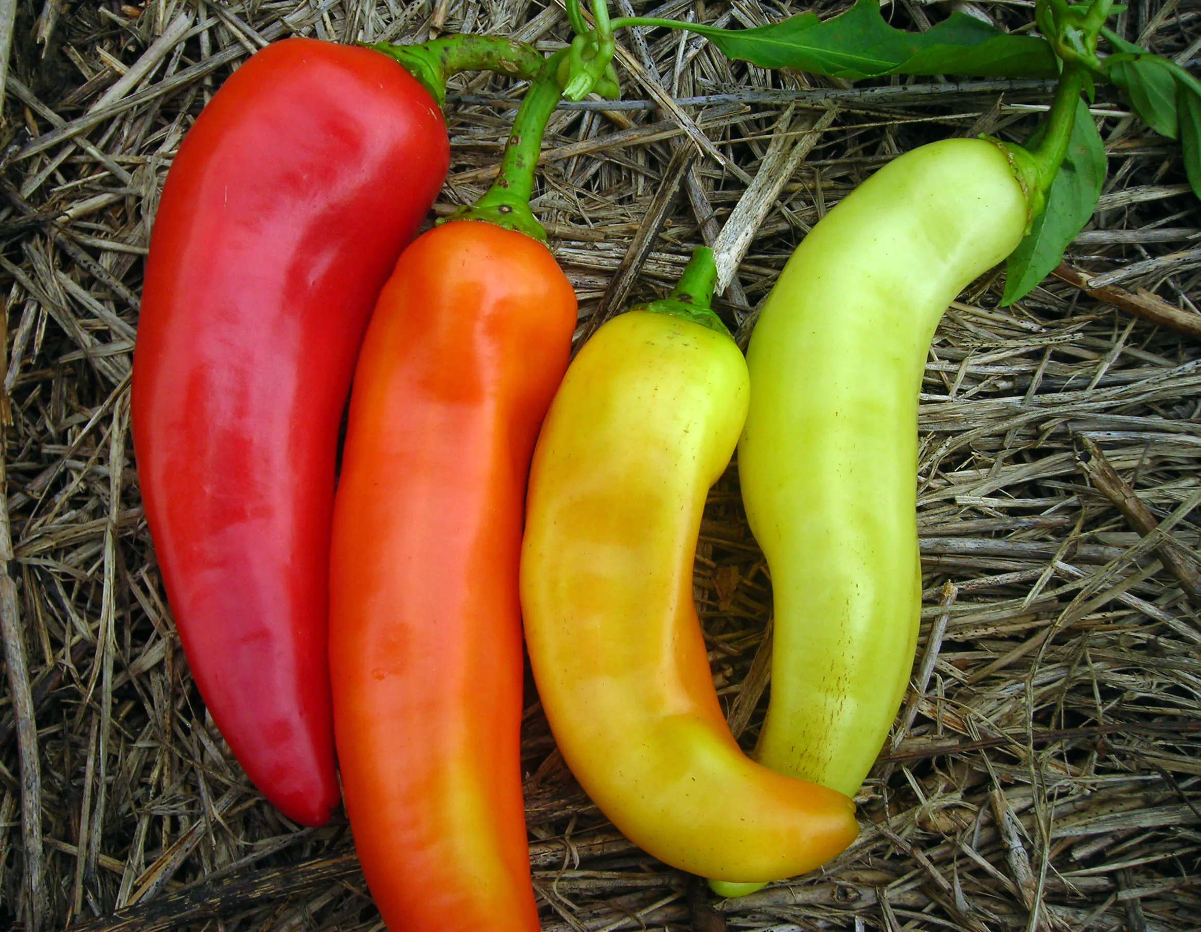Capsicum annuum / Capsicum abyssinicum / Capsicum angulosum - Banana Pepper, Sweet Banana - Image 6