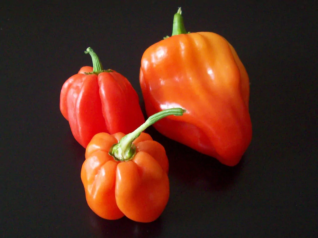 Capsicum chinense X Capsicum frutescens - Bhut Jolokia, Ghost Pepper