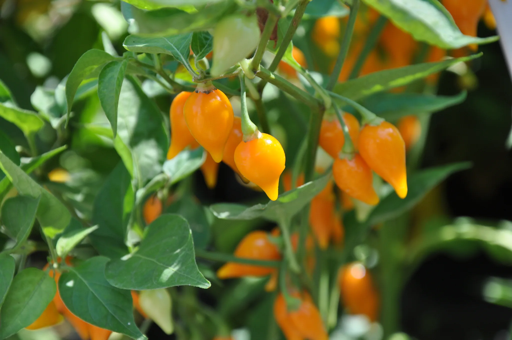 Capsicum chinense X Capsicum frutescens - Bhut Jolokia, Ghost Pepper - Image 2