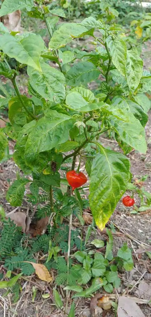 Capsicum chinense X Capsicum frutescens - Bhut Jolokia, Ghost Pepper - Image 3