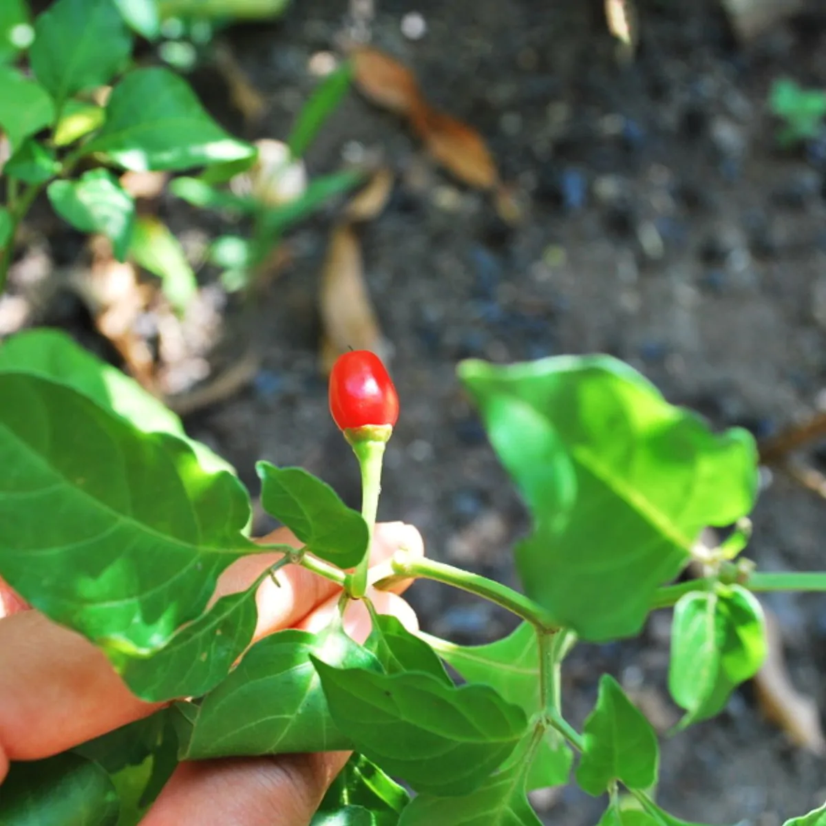 Capsicum chinense X Capsicum frutescens - Bhut Jolokia, Ghost Pepper - Image 4