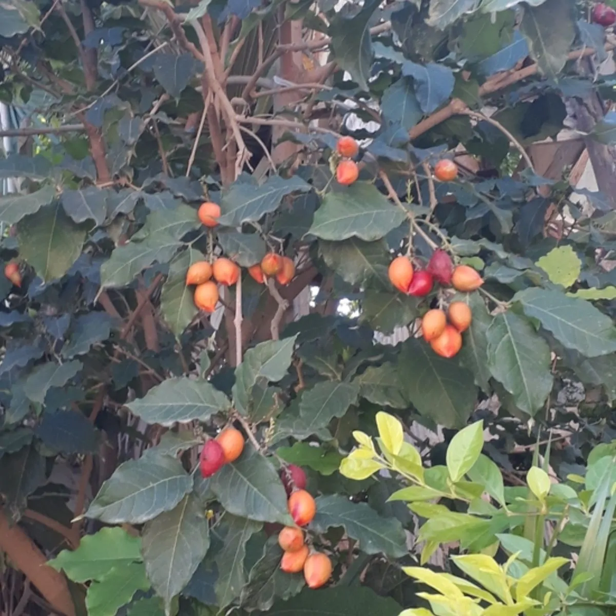 Capsicum chinense X Capsicum frutescens - Bhut Jolokia, Ghost Pepper - Image 5