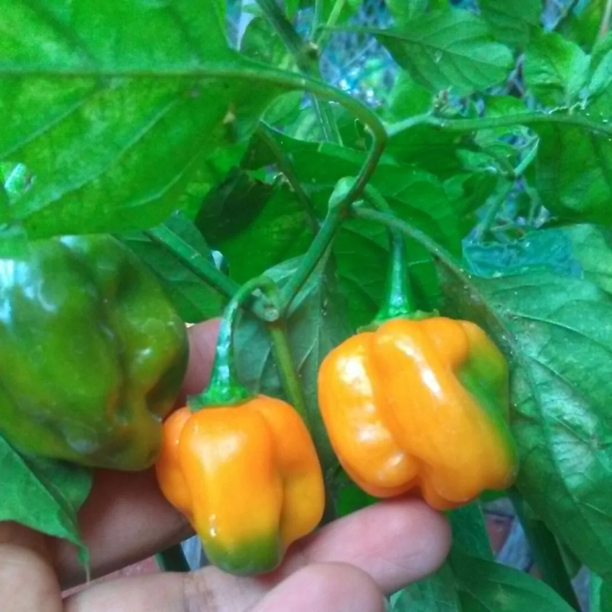 Capsicum chinense X Capsicum frutescens - Bhut Jolokia, Ghost Pepper - Image 6