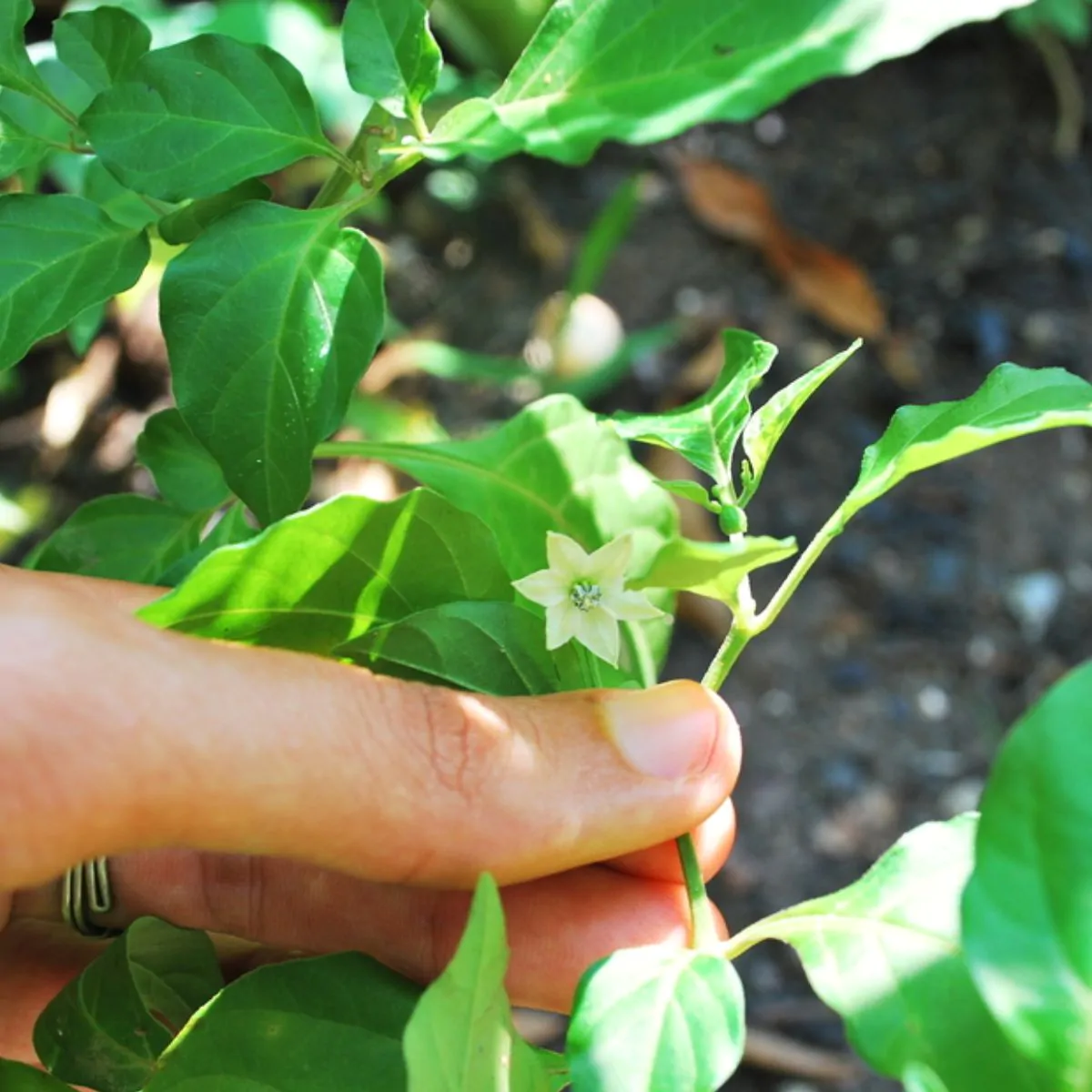 Capsicum chinense X Capsicum frutescens - Bhut Jolokia, Ghost Pepper - Image 7