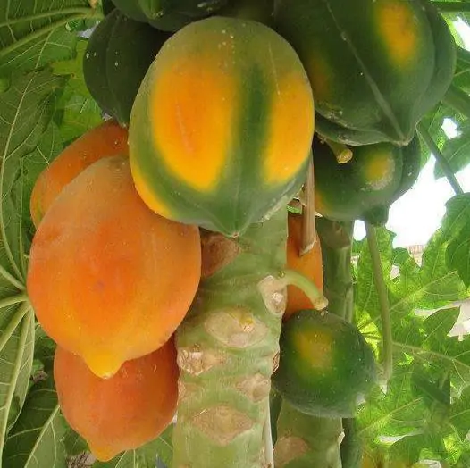Carica papaya - Coorg Honeydew, Honeydew Papaya