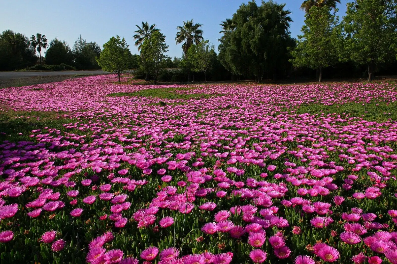 Carpobrotus edulis - Hottentot Fig, Ice Plant, Sour Fig - Image 2