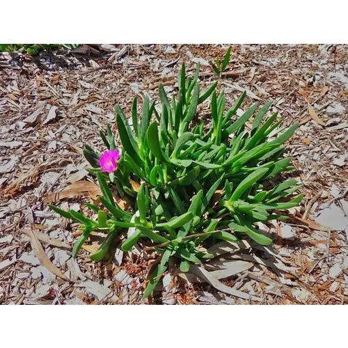 Carpobrotus edulis - Hottentot Fig, Ice Plant, Sour Fig - Image 5