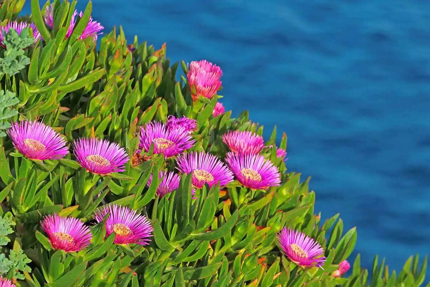 Carpobrotus edulis - Hottentot Fig, Ice Plant, Sour Fig - Image 6