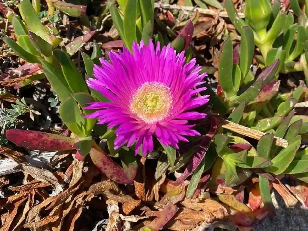 Carpobrotus edulis - Hottentot Fig, Ice Plant, Sour Fig - Image 8