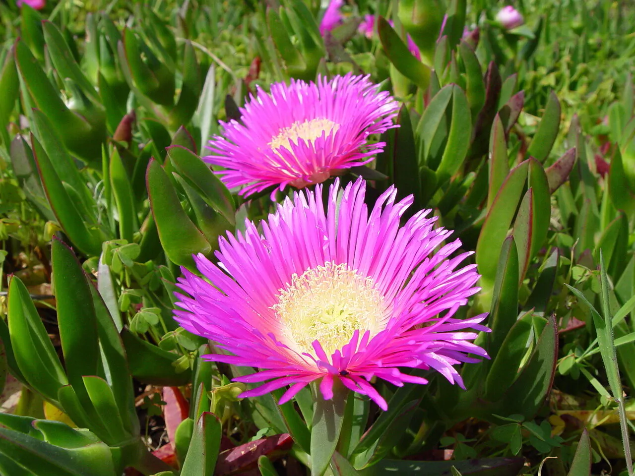Carpobrotus edulis - Hottentot Fig, Ice Plant, Sour Fig - Image 9