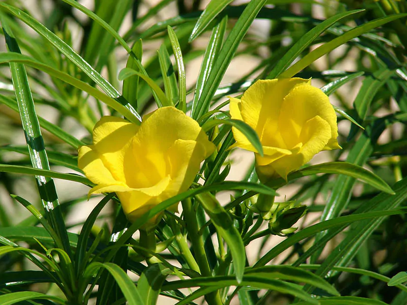 Cascabela thevetia - Thevetia peruviana, Yellow oleander - Image 2