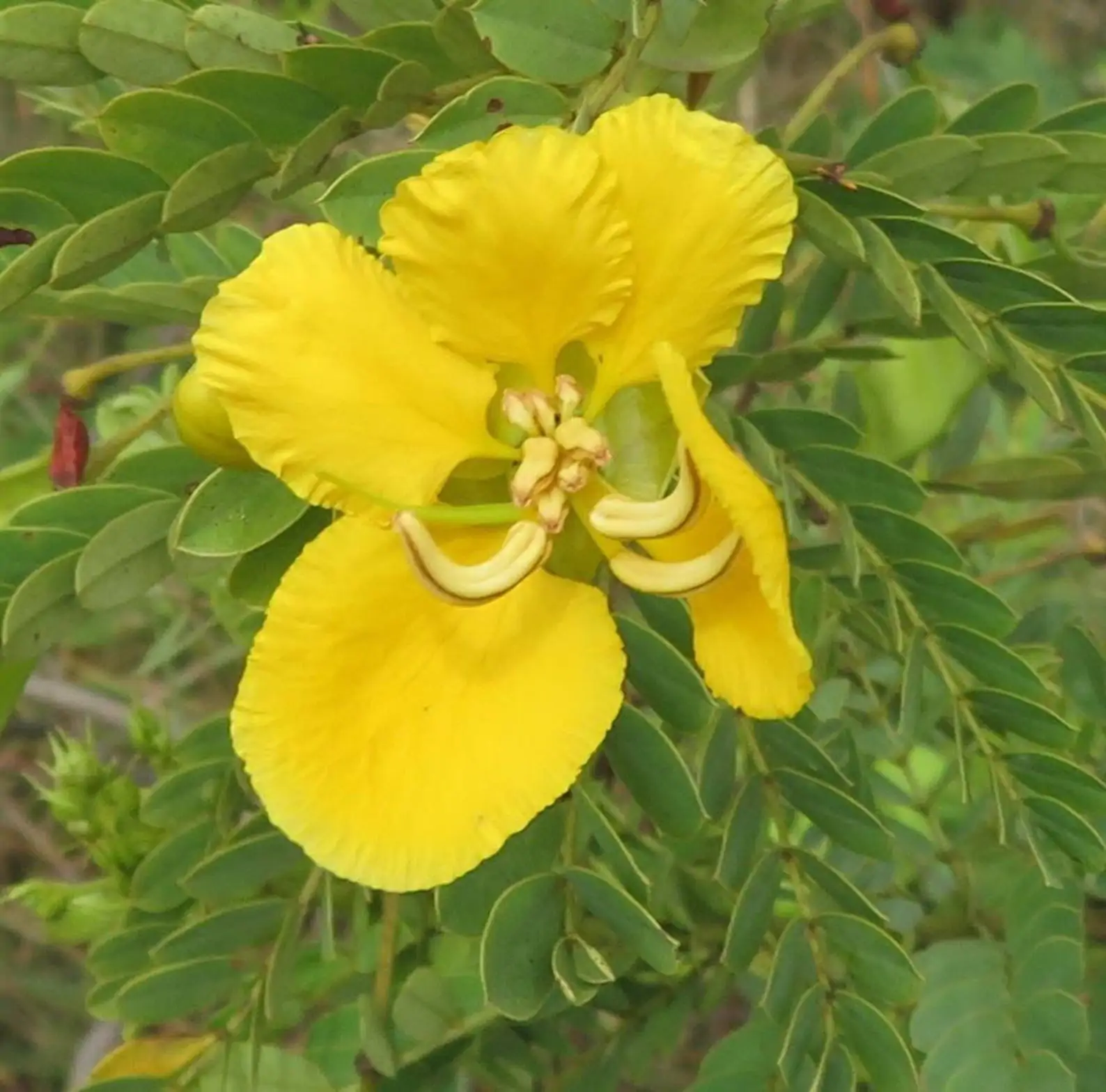 Senna auriculata / Cassia auriculata / Cassia densistipulata - Matura Tea Tree, Avaram Aenna, Ranawara - Image 6