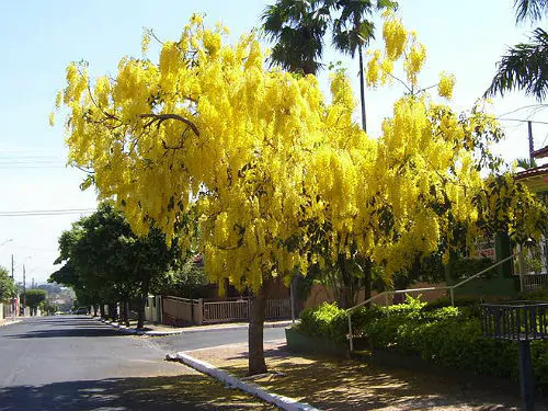 Cassia fistula - Golden Shower Tree
