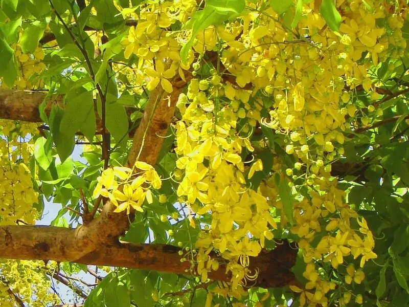 Cassia fistula - Golden Shower Tree - Image 2
