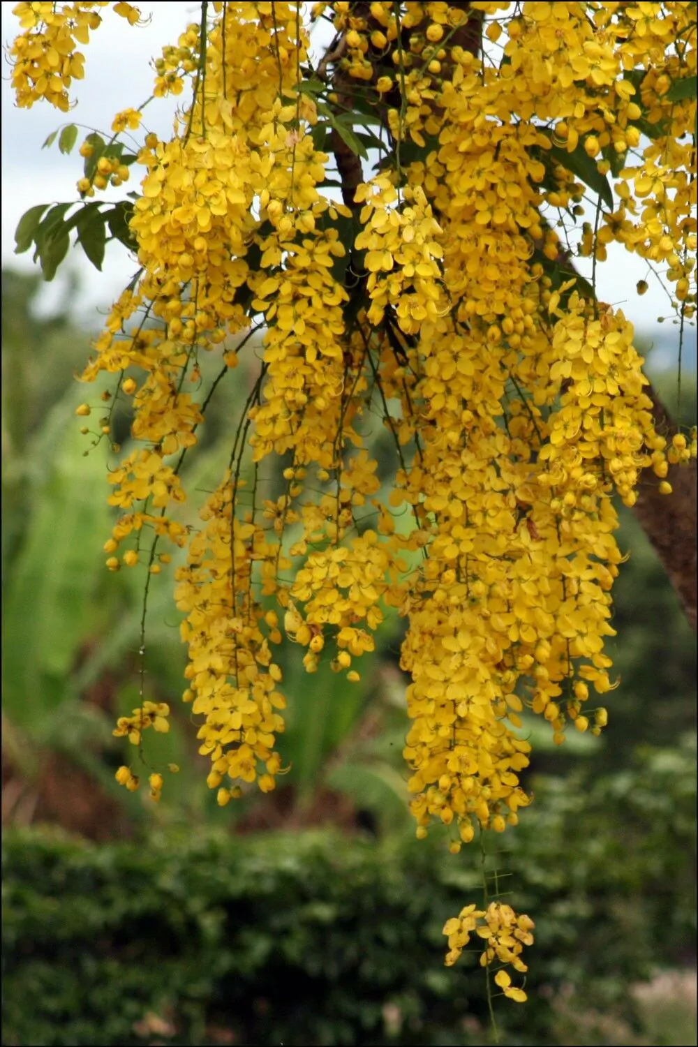 Cassia fistula - Golden Shower Tree - Image 3