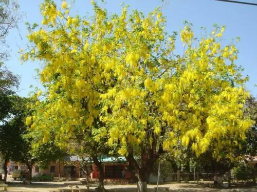 Cassia fistula - Golden Shower Tree - Image 5