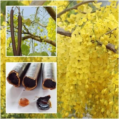 Cassia fistula - Golden Shower Tree - Image 8