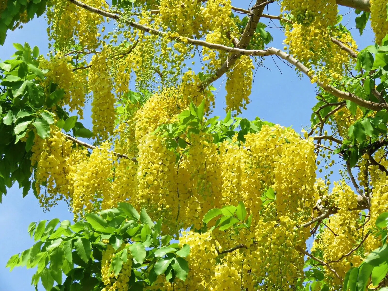 Cassia fistula - Golden Shower Tree - Image 9