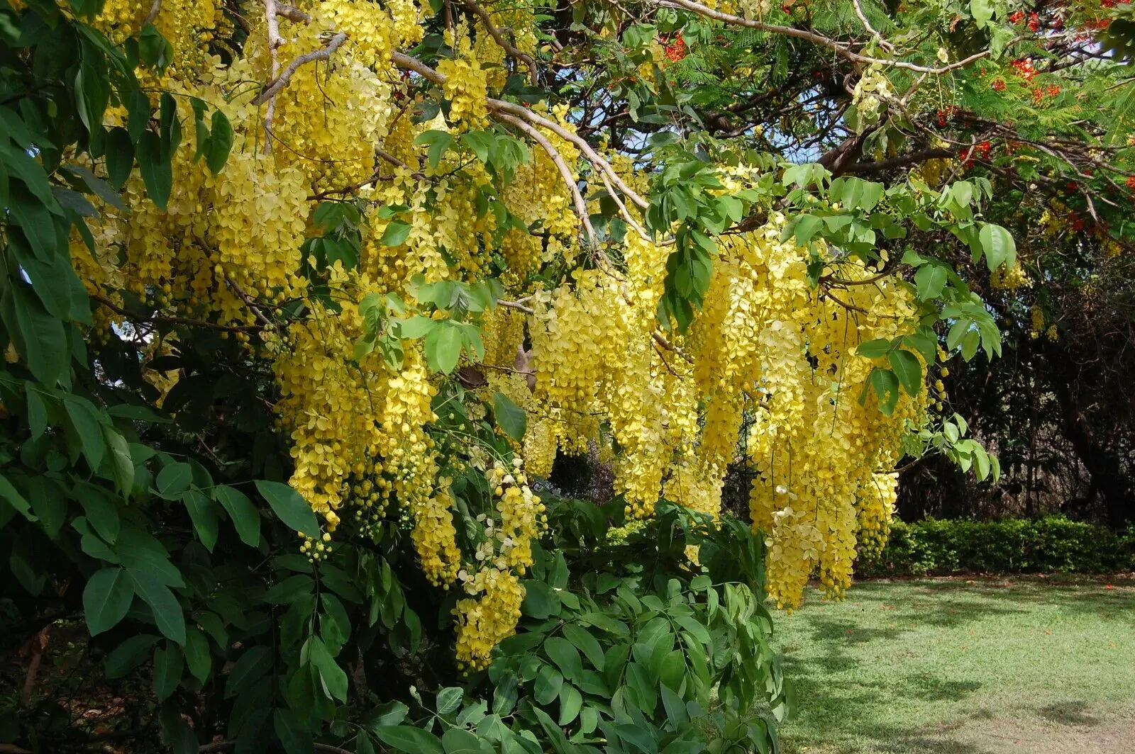 Cassia fistula - Golden Shower Tree - Image 10