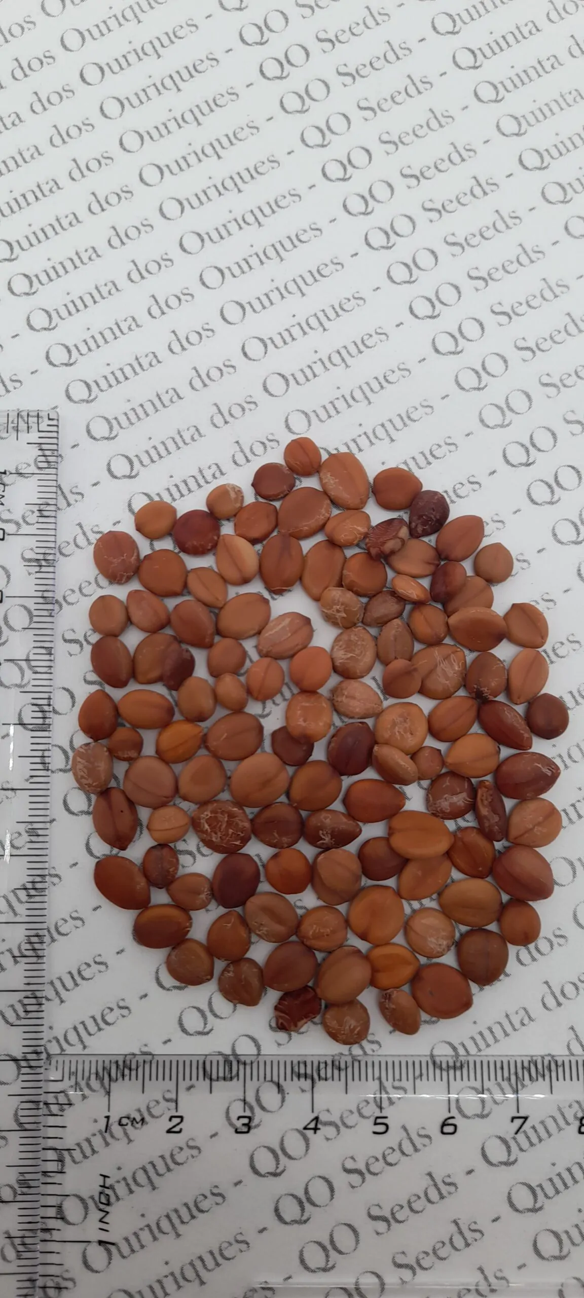 Cassia fistula - Golden Shower Tree - Image 12